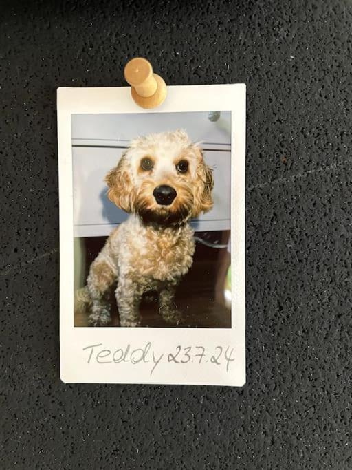Cozy Wilkipartment Bis 4 Pers - Hund - Netflix - Wlan - Wintergarten - Coffeebar - Popcorn Verl Екстериор снимка